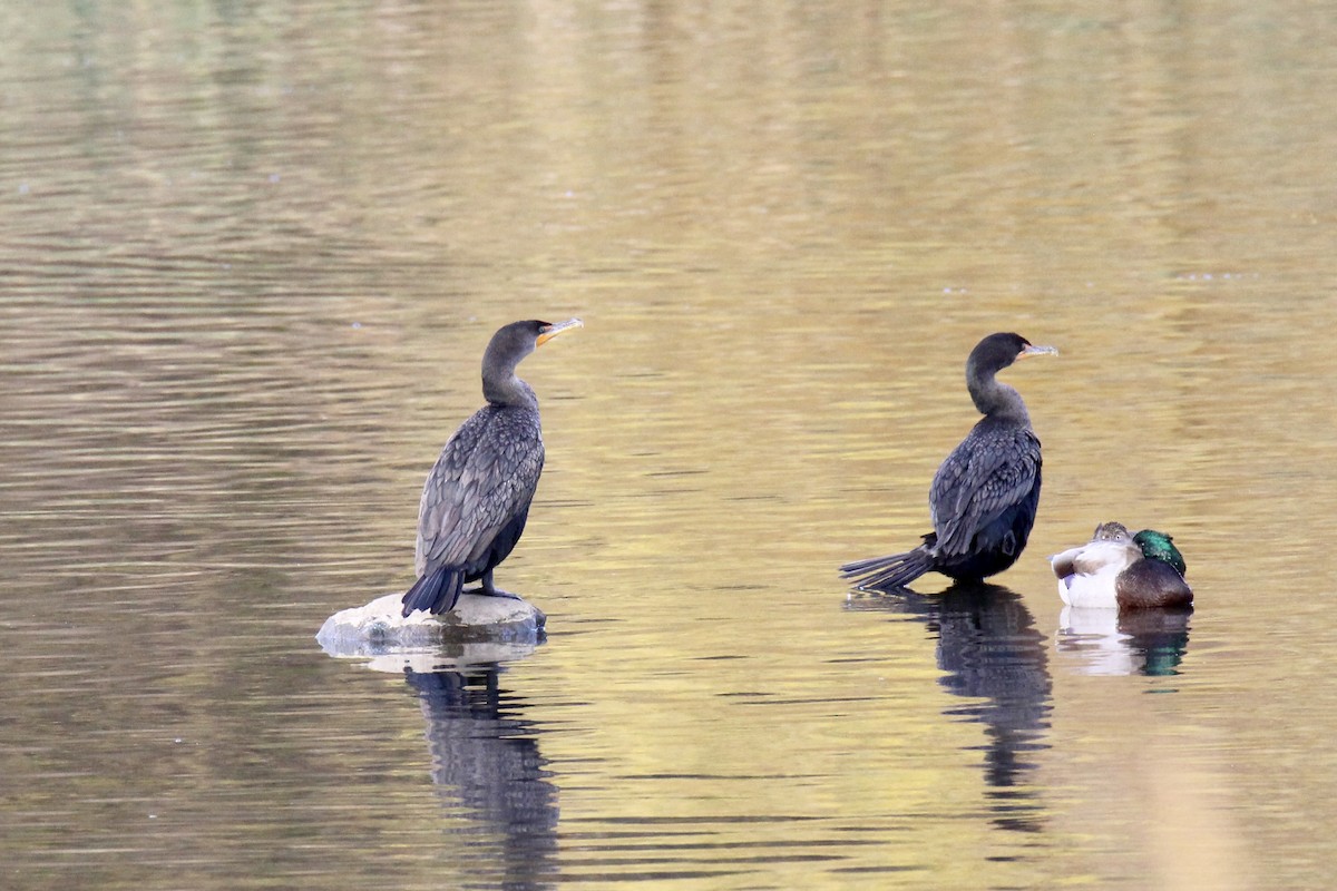 Double-crested Cormorant - ML642929736