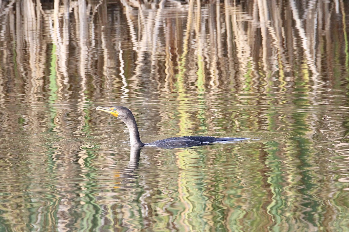 Double-crested Cormorant - ML642929737