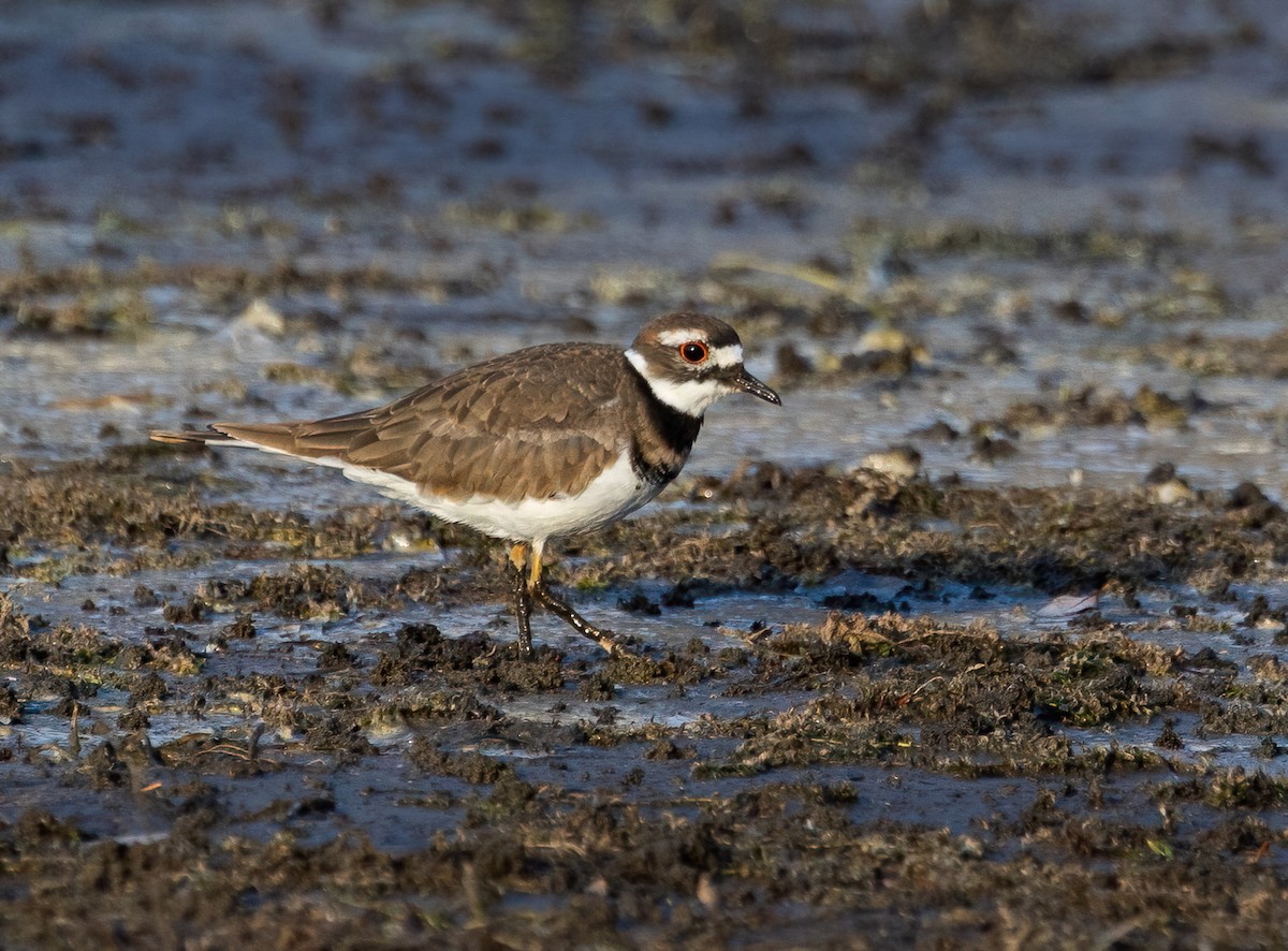 Killdeer - ML642929738
