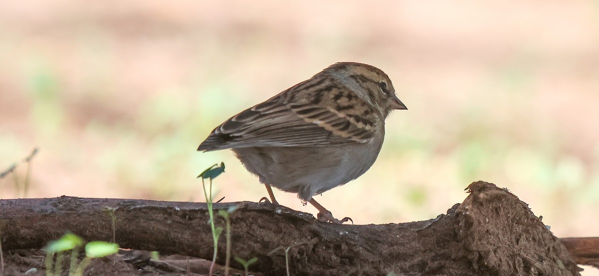 Chipping Sparrow - ML642929744