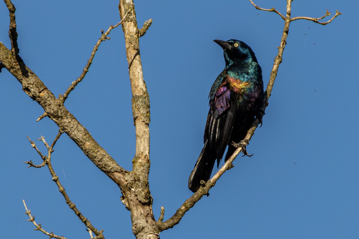 Common Grackle - ML642929750