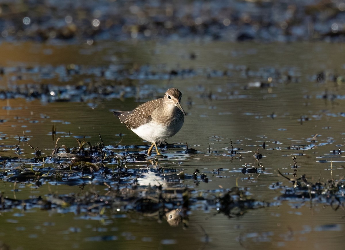Solitary Sandpiper - ML642929753