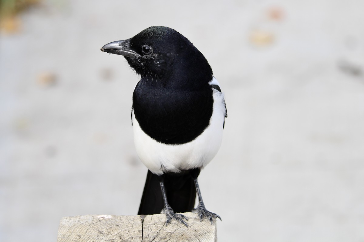 Black-billed Magpie - ML642929754