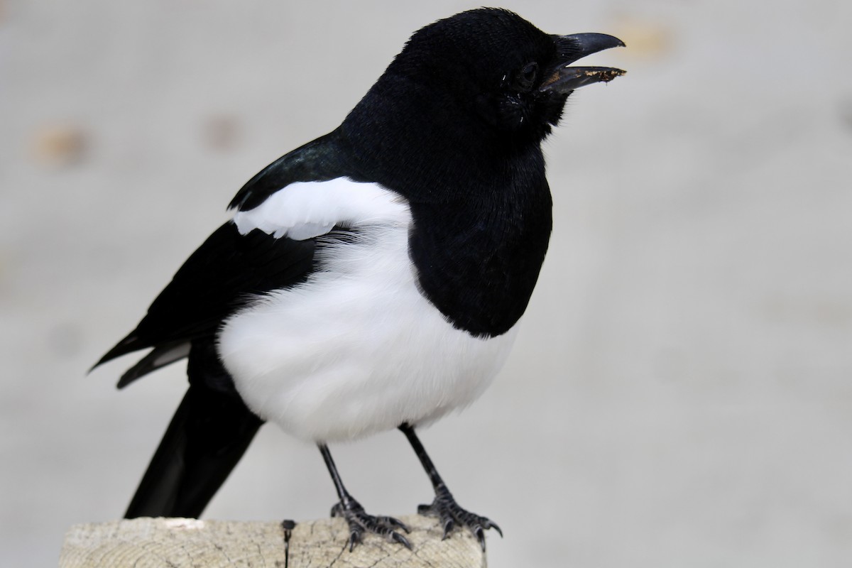 Black-billed Magpie - ML642929755