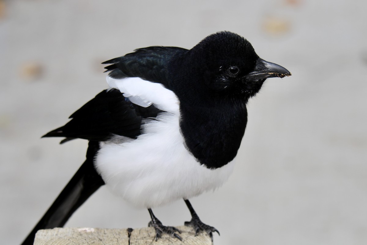 Black-billed Magpie - ML642929756