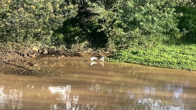 Snowy Egret - ML642929765