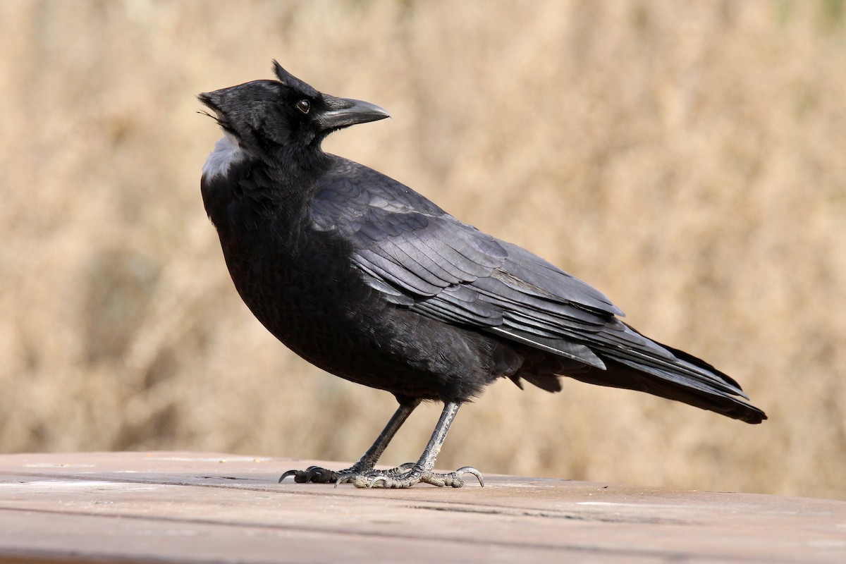 American Crow - ML642929775