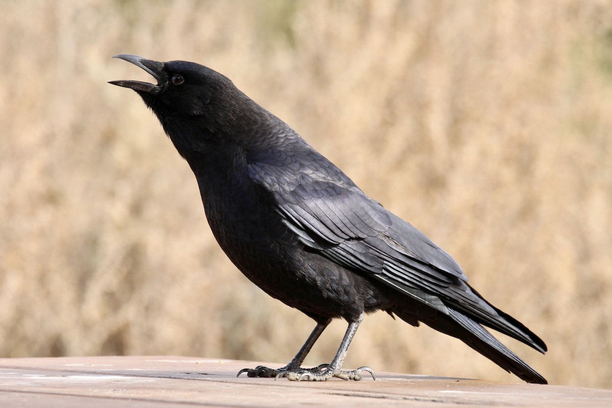 American Crow - ML642929776
