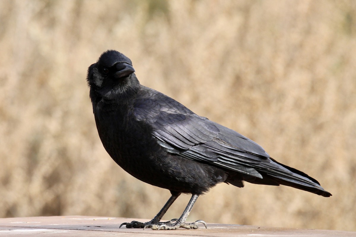 American Crow - ML642929777
