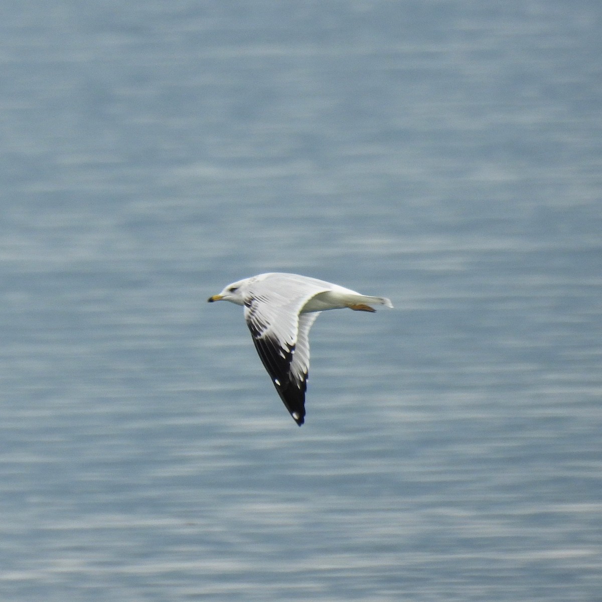 Ring-billed Gull - ML642929783