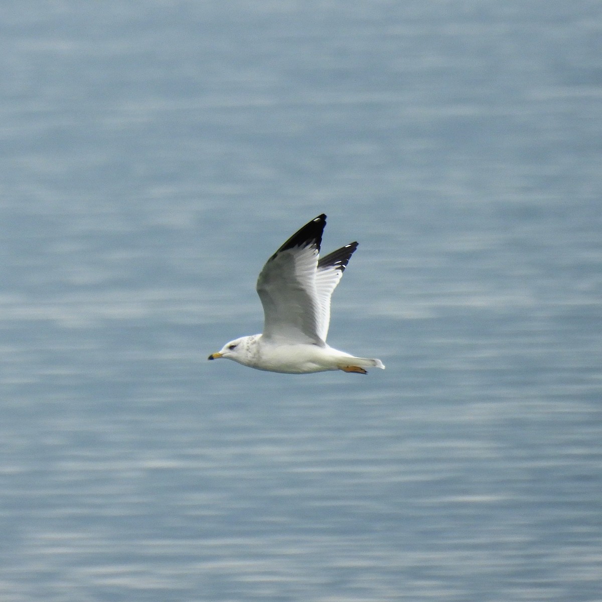 Ring-billed Gull - ML642929784