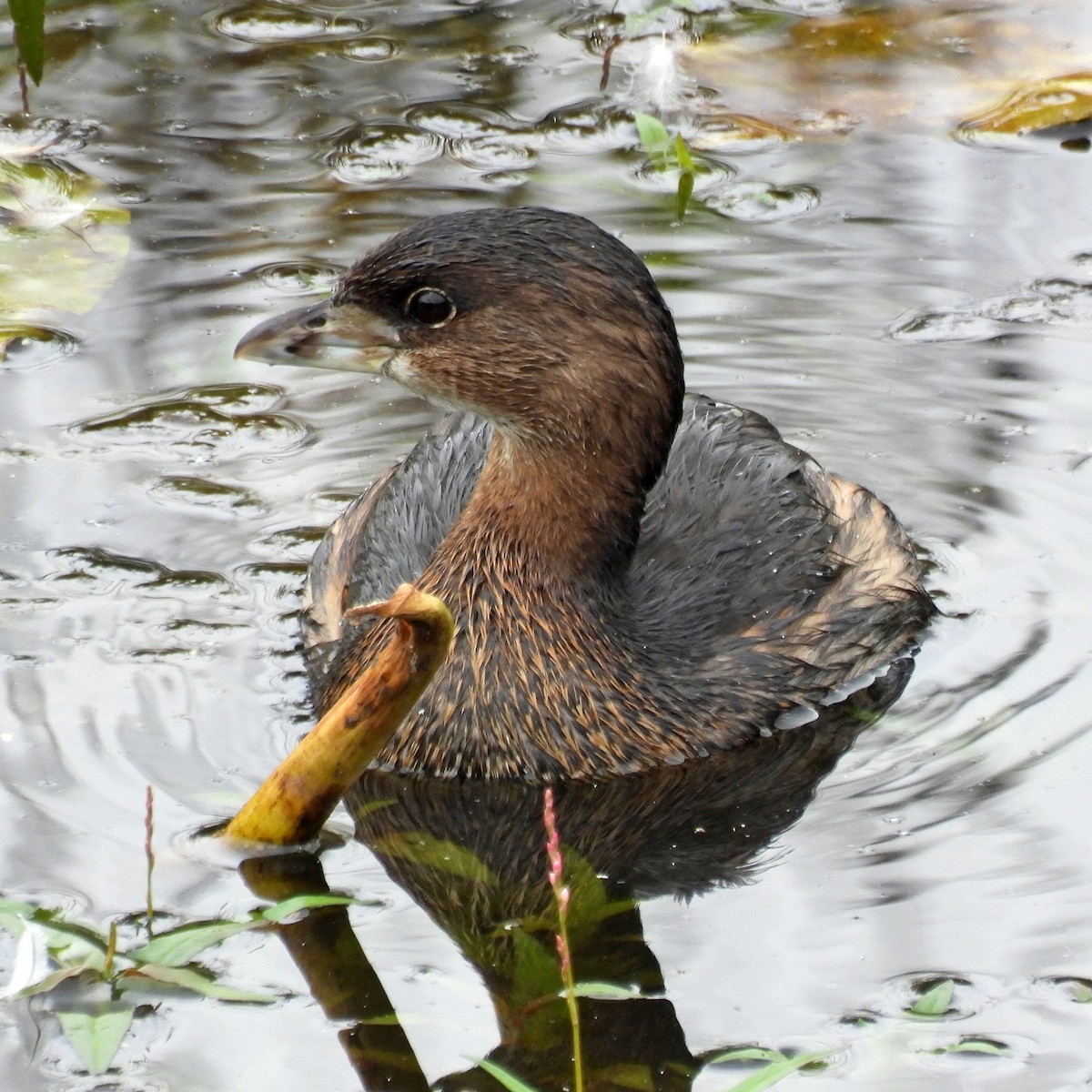 Pied-billed Grebe - ML642929794