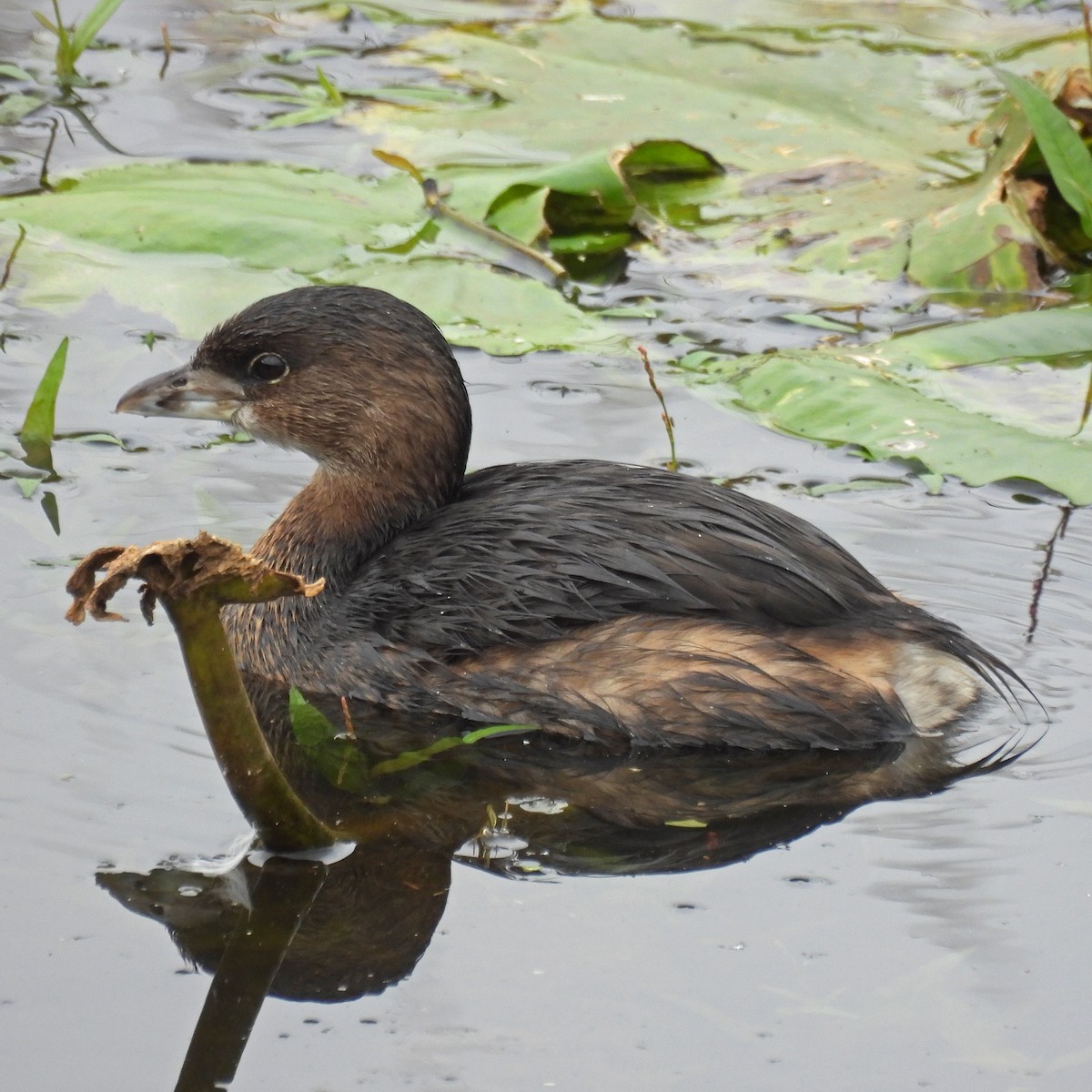 Pied-billed Grebe - ML642929795