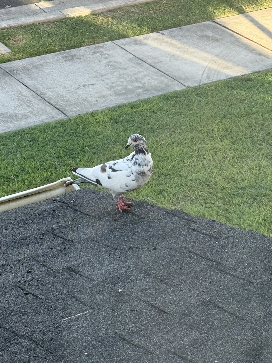 Rock Pigeon (Feral Pigeon) - ML642929796