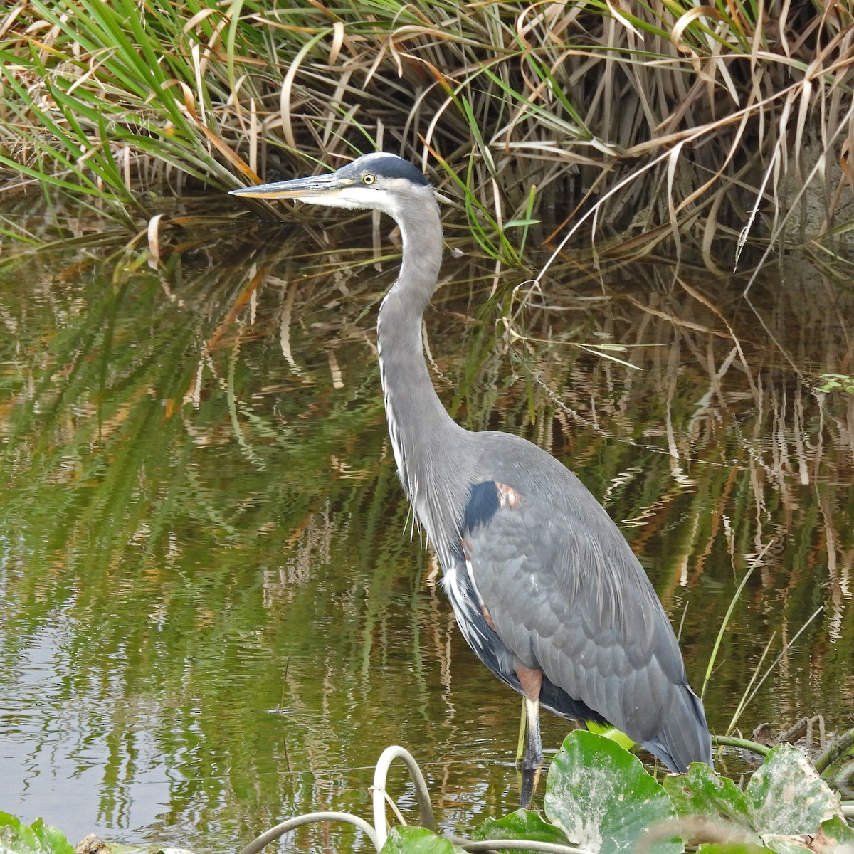 Great Blue Heron - ML642929797