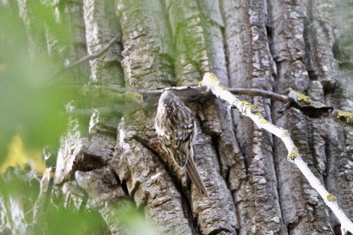 Brown Creeper - ML642929798