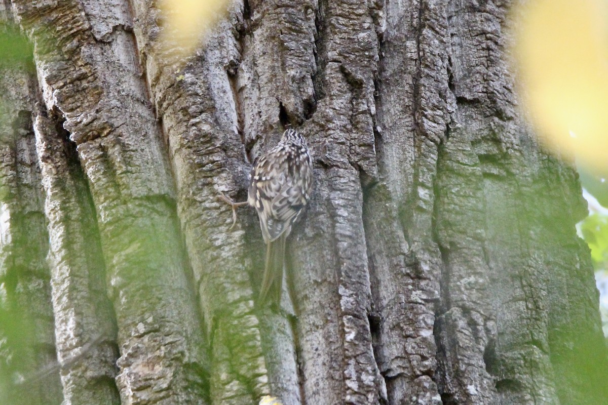 Brown Creeper - ML642929799
