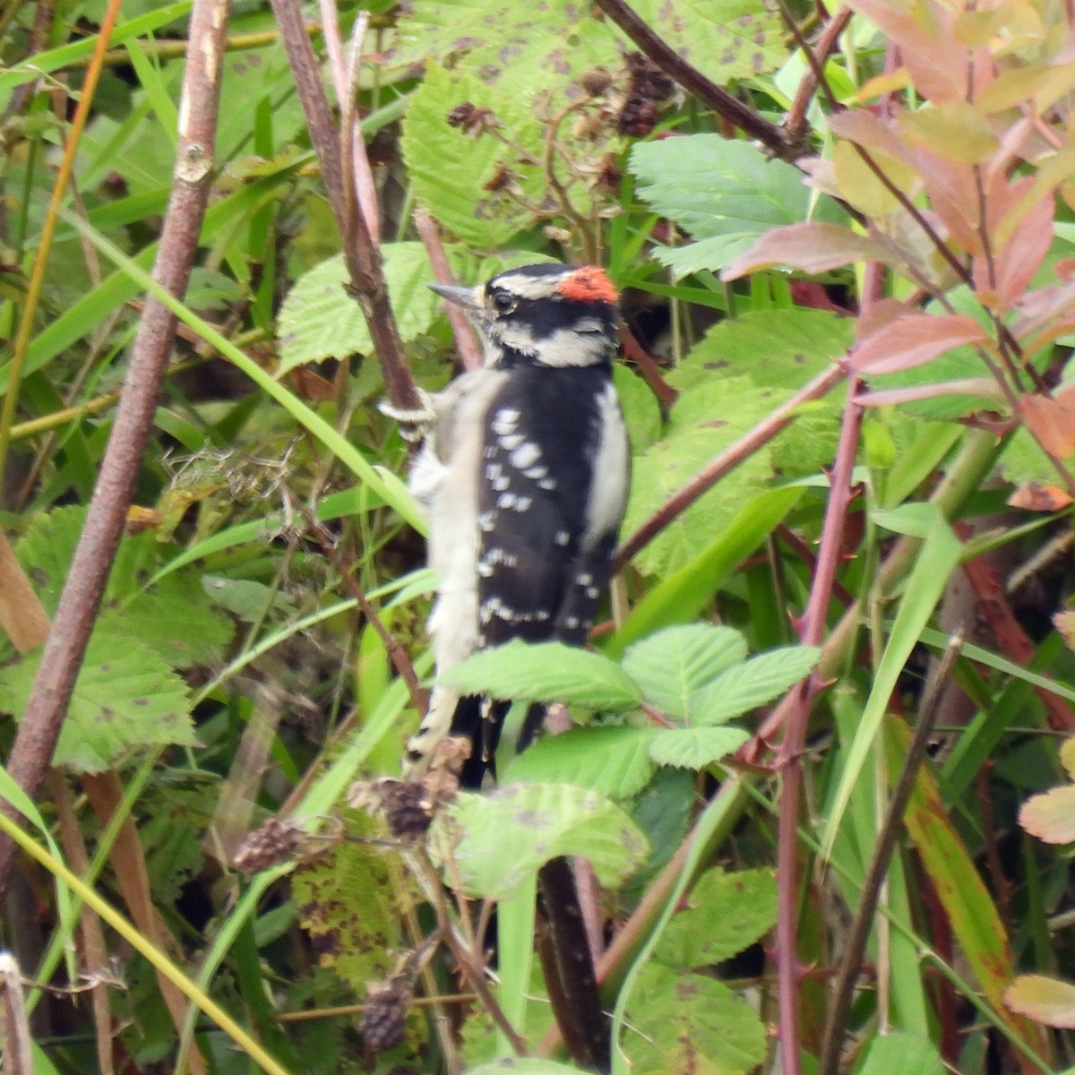 Downy Woodpecker - ML642929803