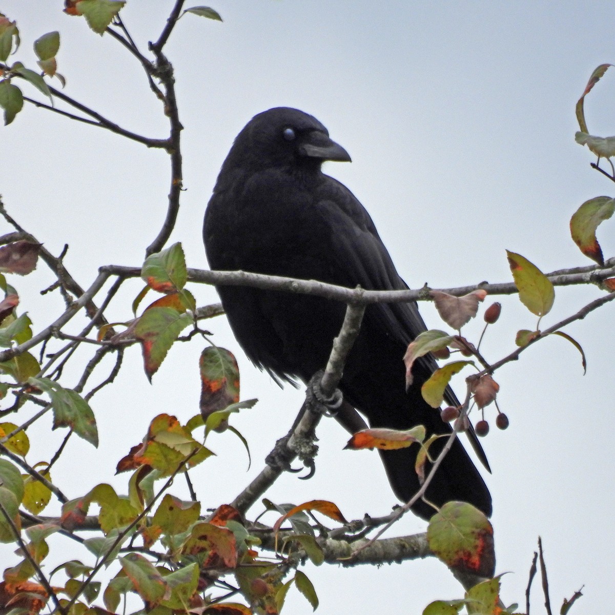 American Crow - ML642929806