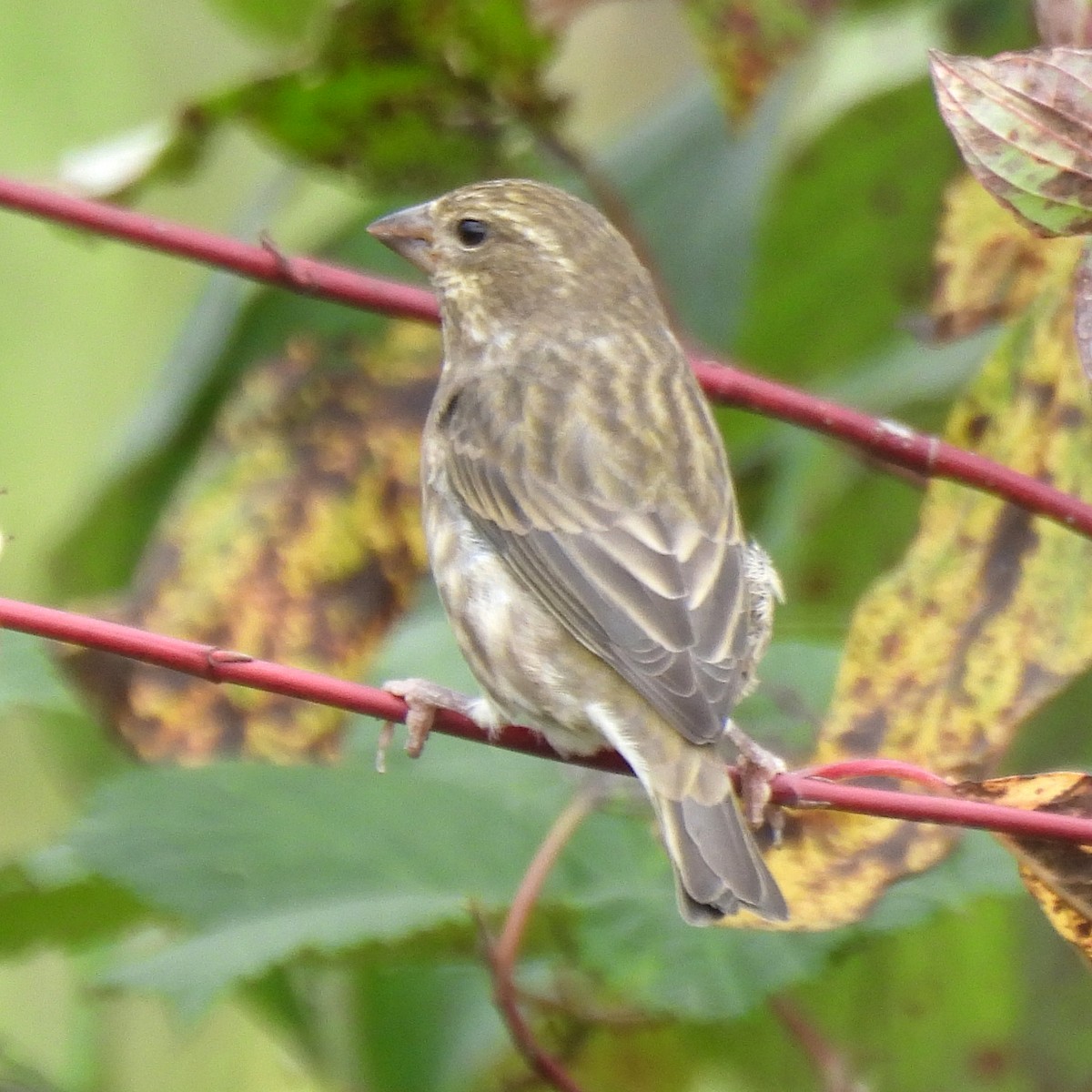 Purple Finch - ML642929811