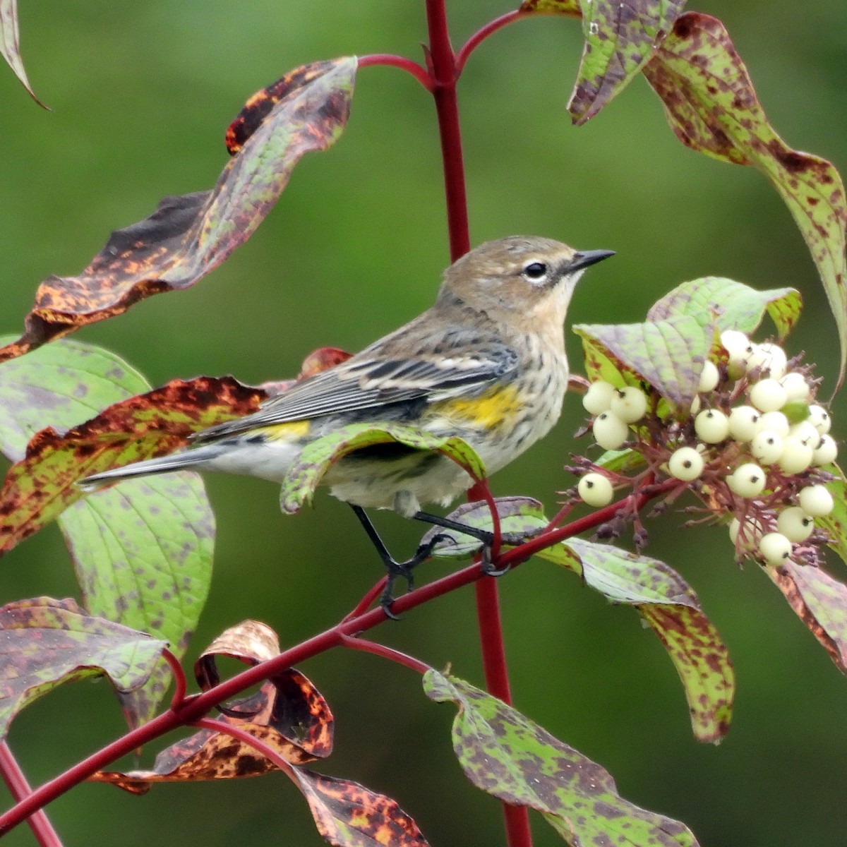 Yellow-rumped Warbler - ML642929813
