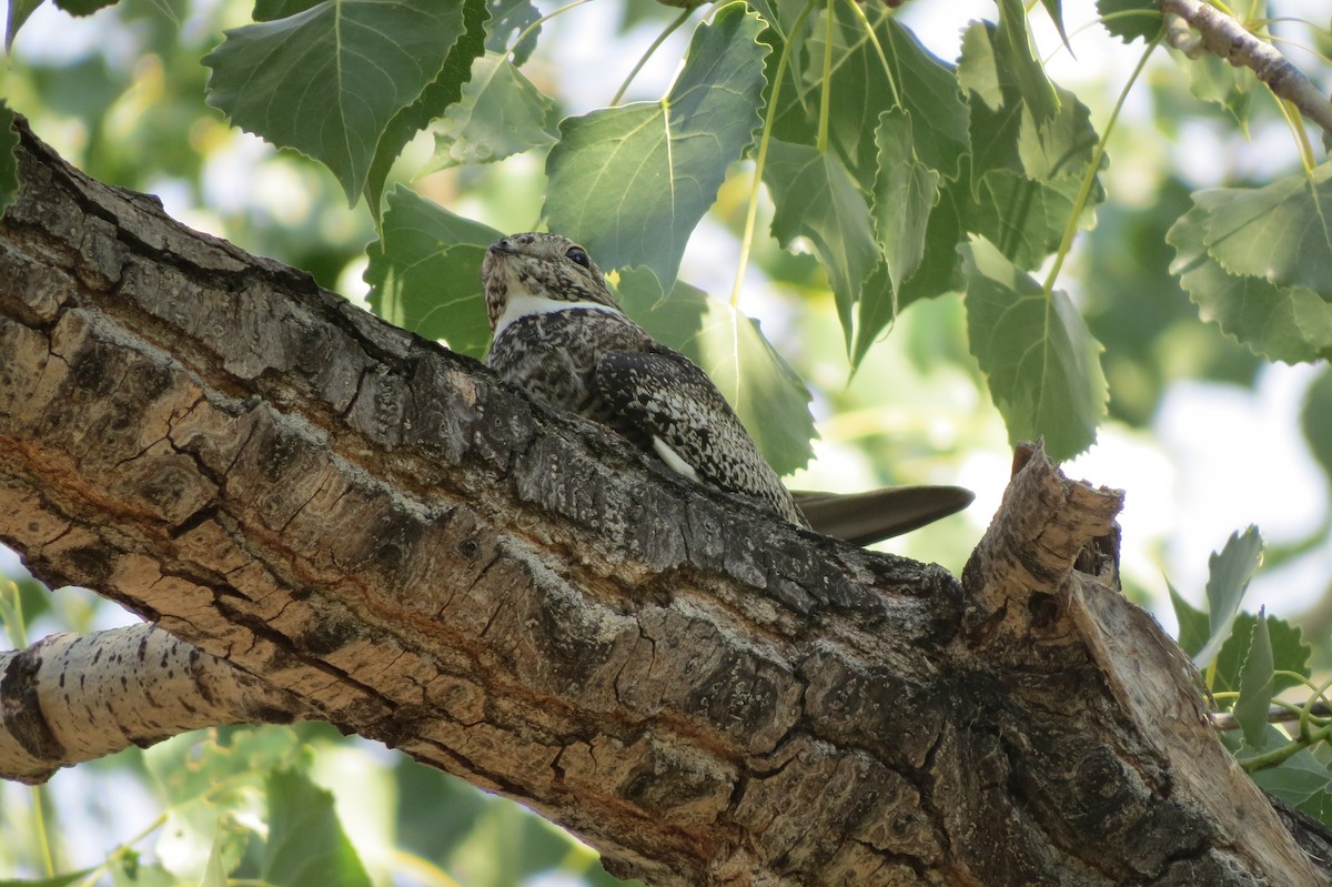 Common Nighthawk - ML642929815