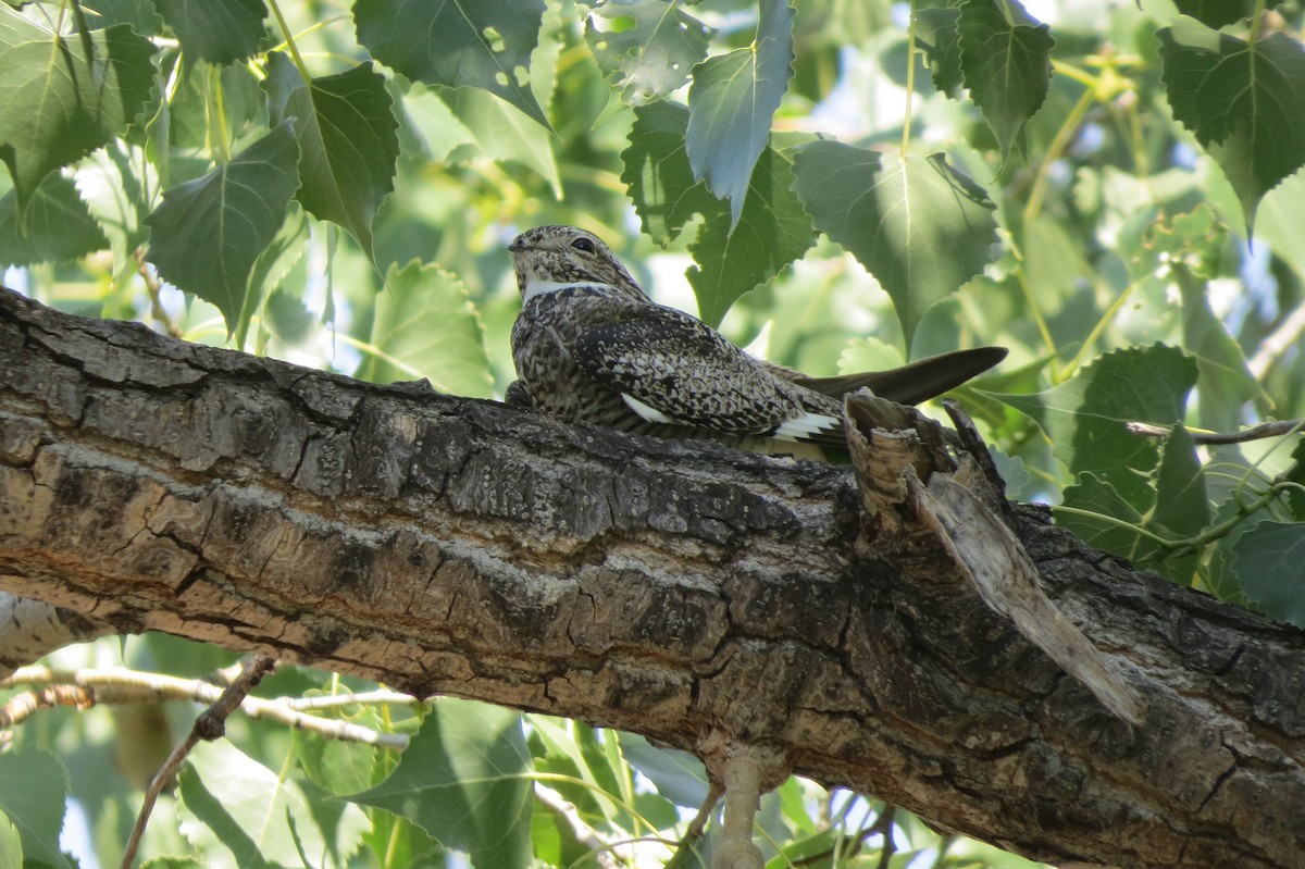 Common Nighthawk - ML642929816