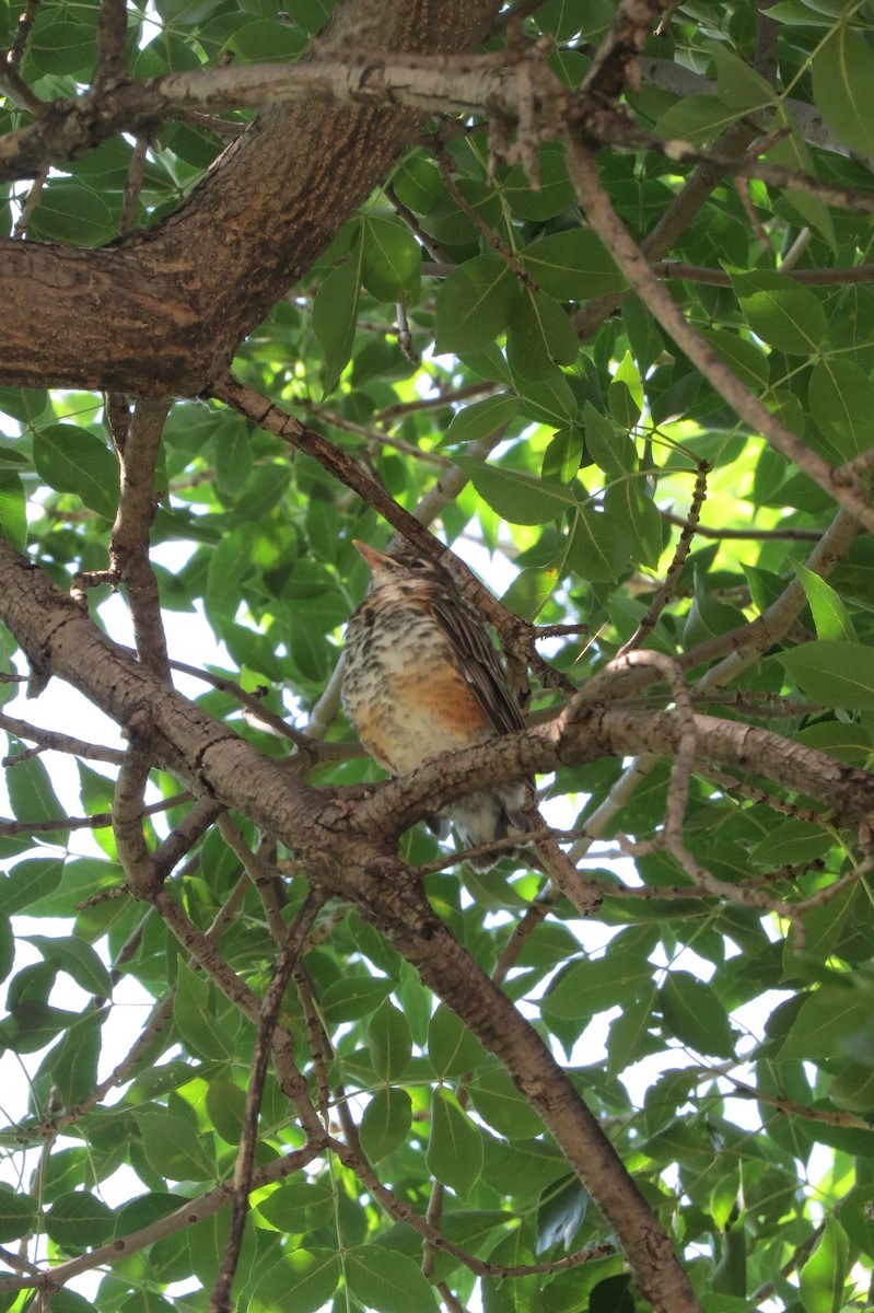 Zozo papargorria - ML642929823