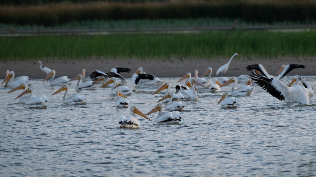 American White Pelican - ML642929829