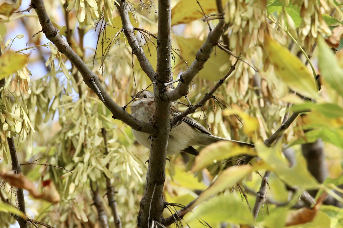 American Tree Sparrow - ML642929842