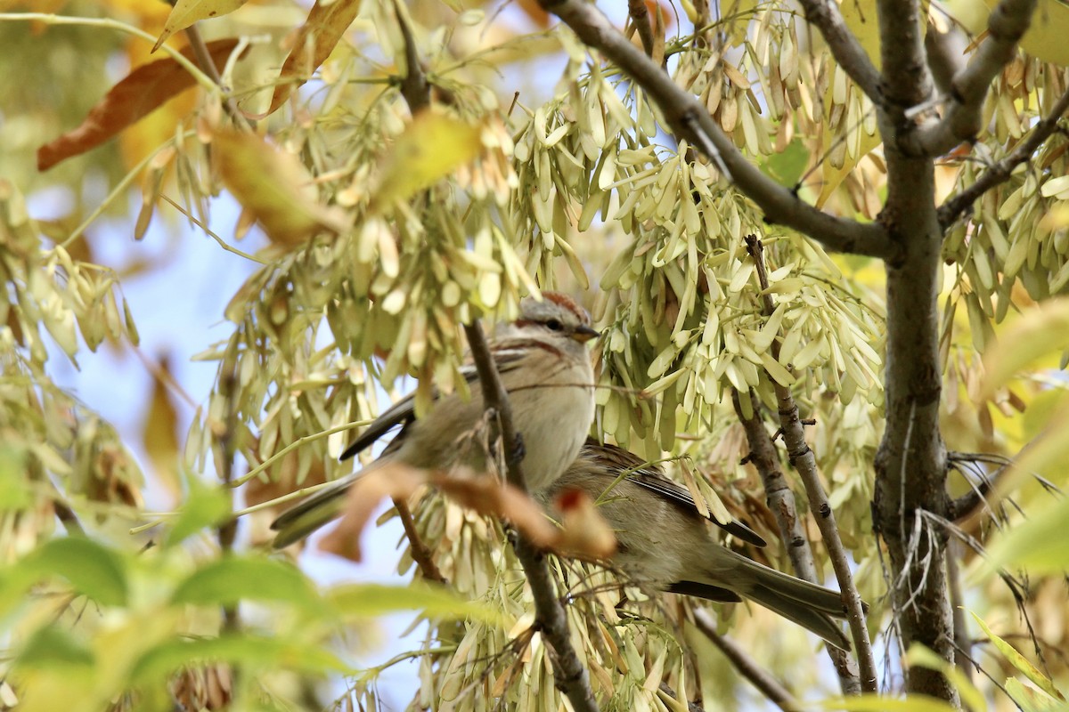 American Tree Sparrow - ML642929843