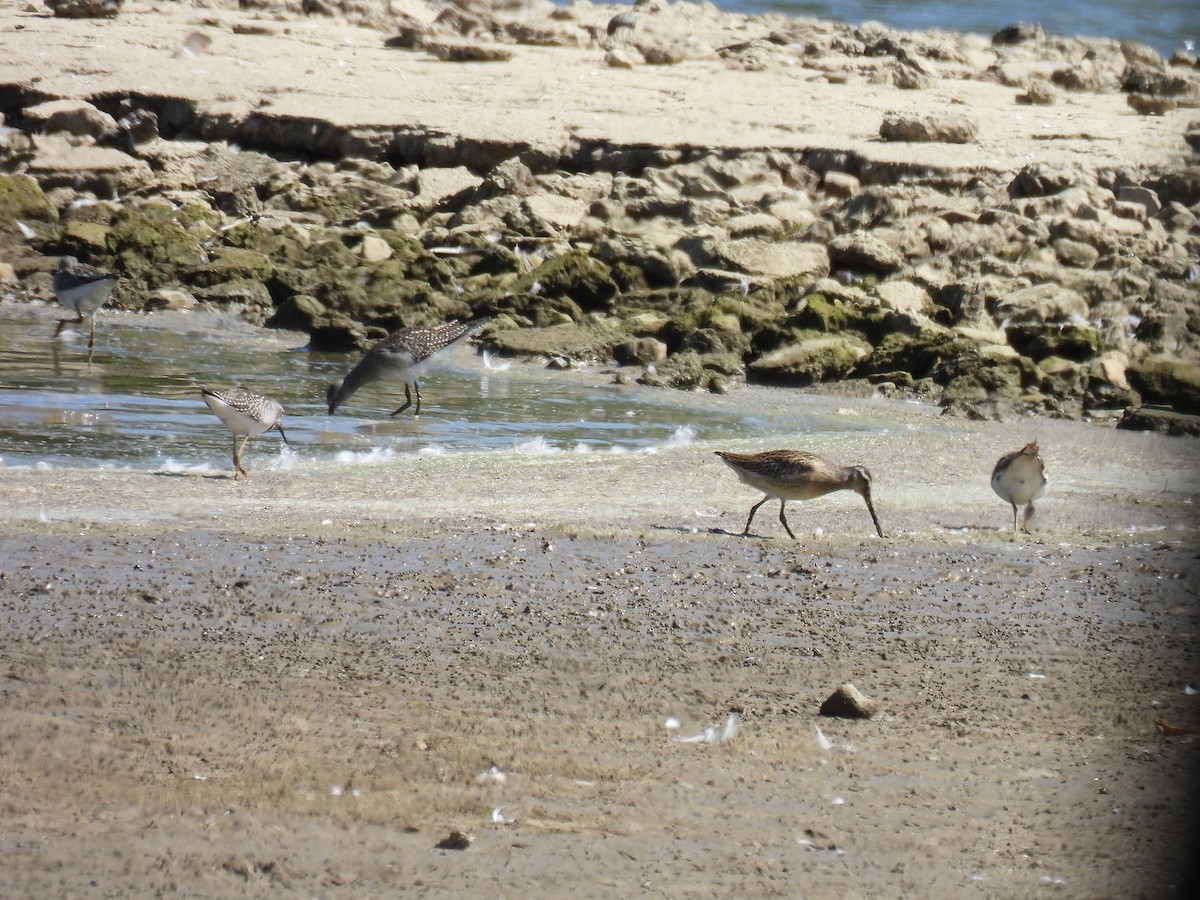 Short-billed Dowitcher - ML642929845