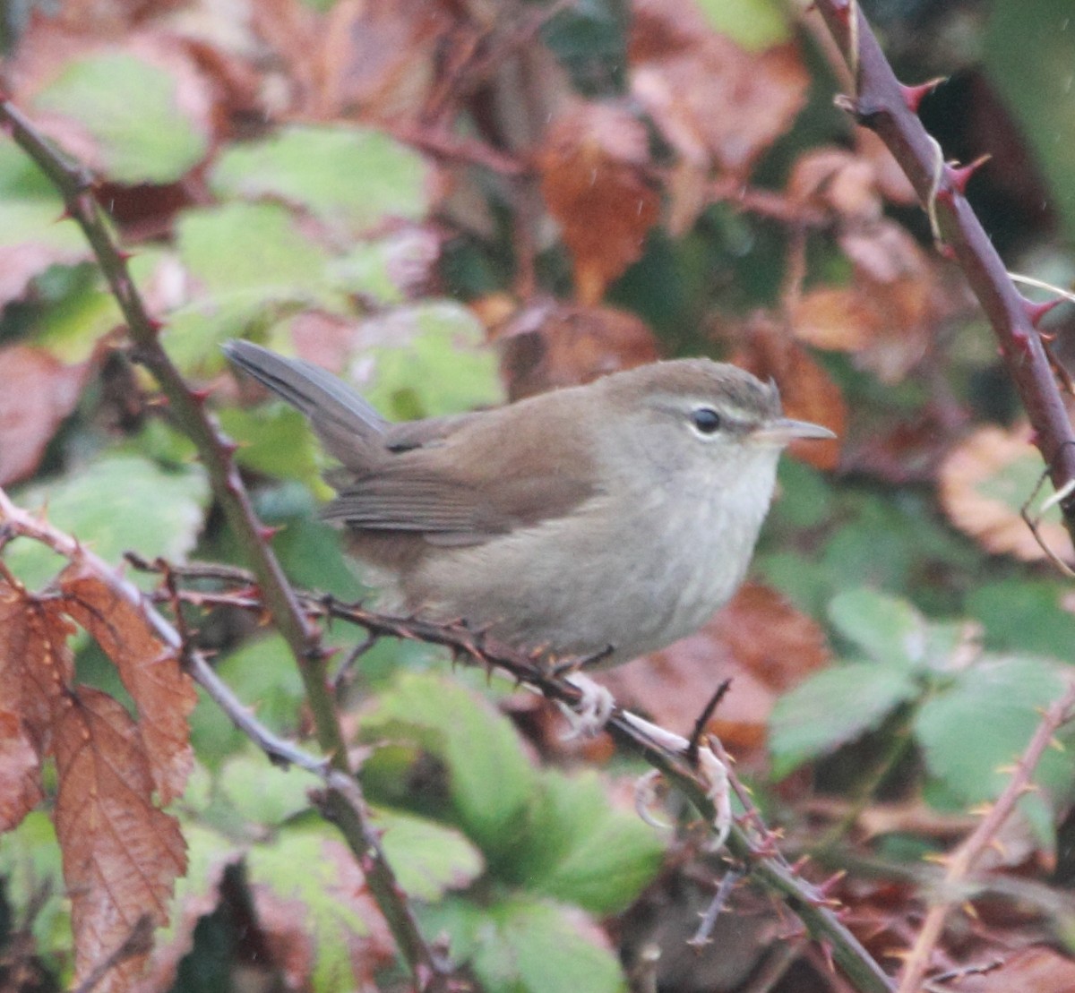 Cetti's Warbler - ML642929851