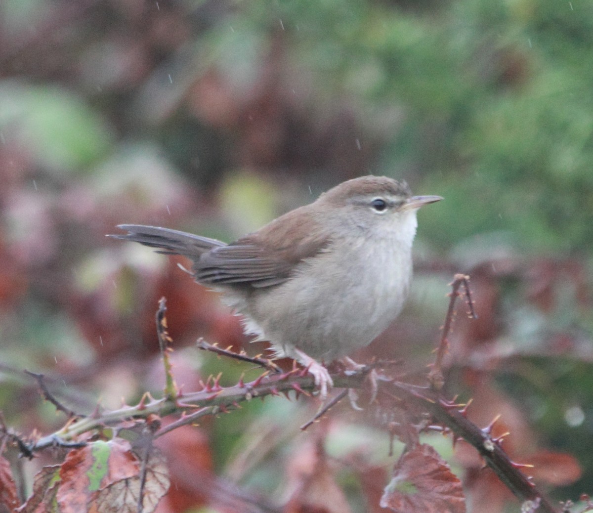 Cetti's Warbler - ML642929852