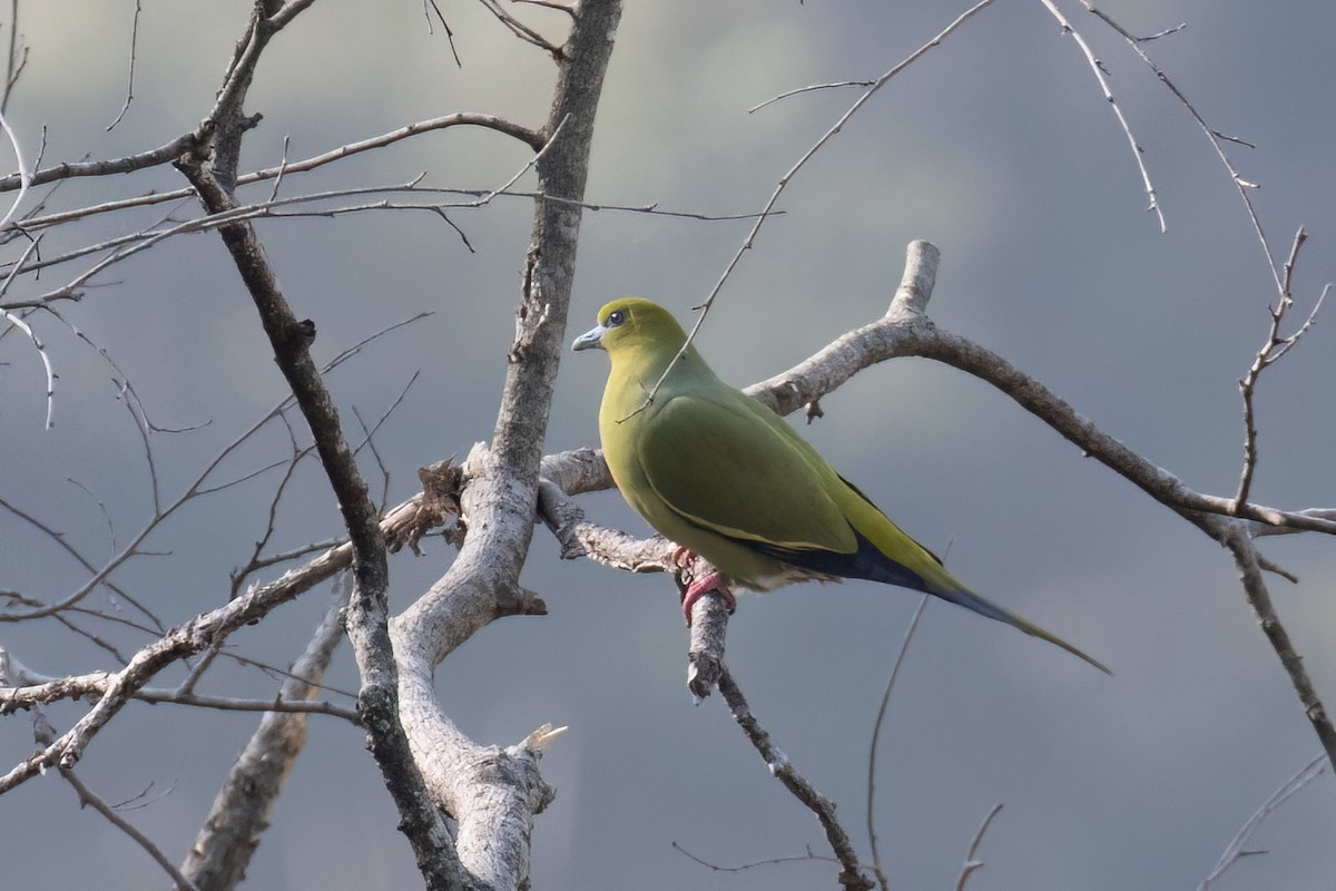Pin-tailed Green-Pigeon - ML642929869