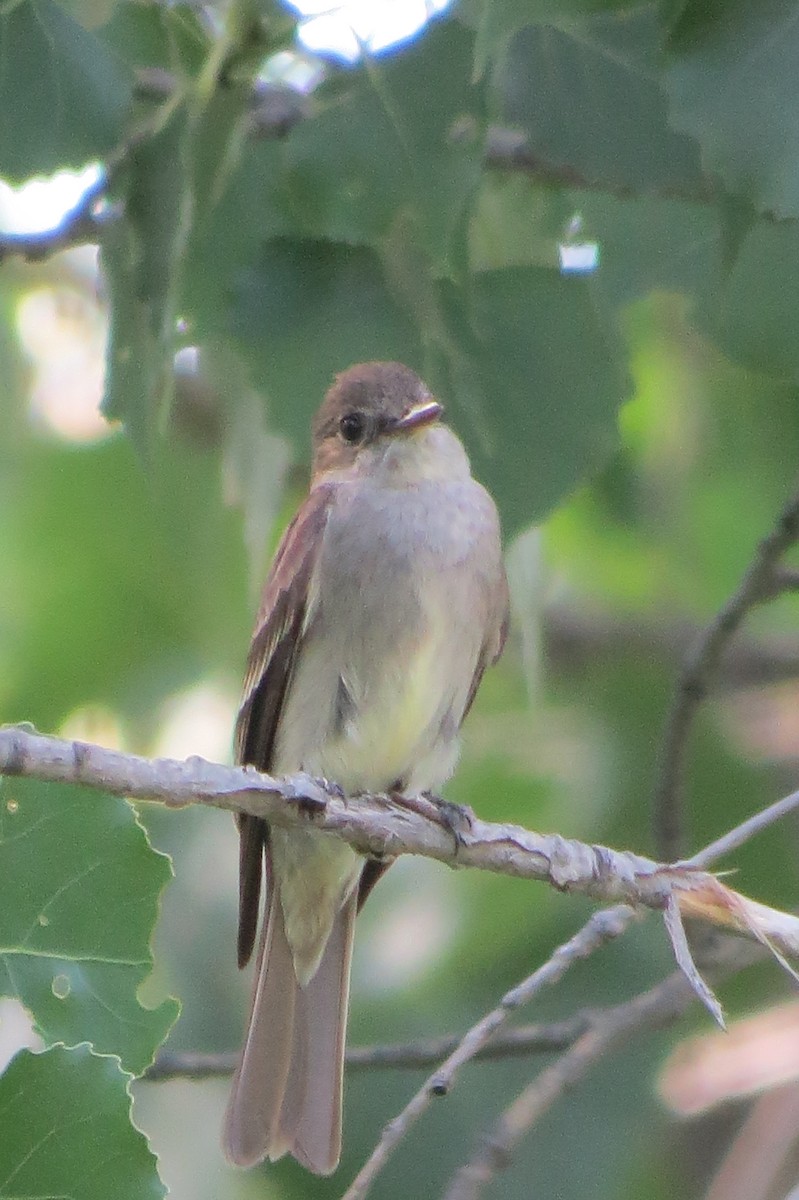 Western Wood-Pewee - ML642929870