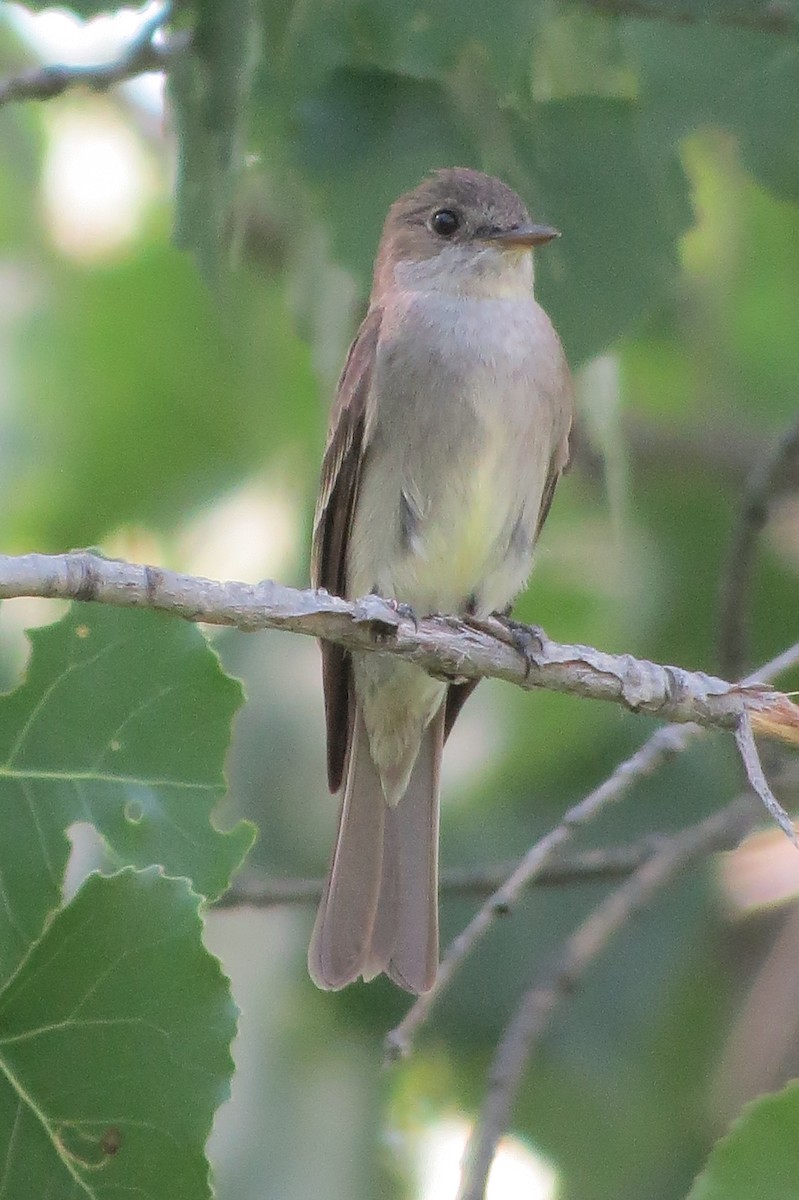 Western Wood-Pewee - ML642929871