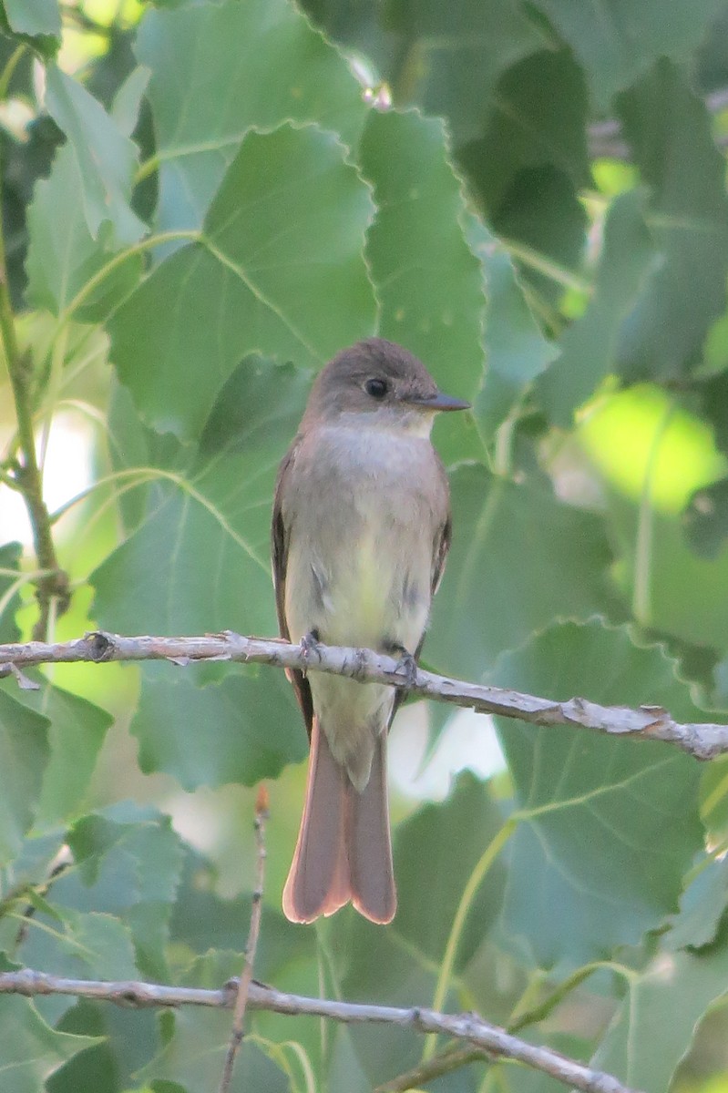 Western Wood-Pewee - ML642929872