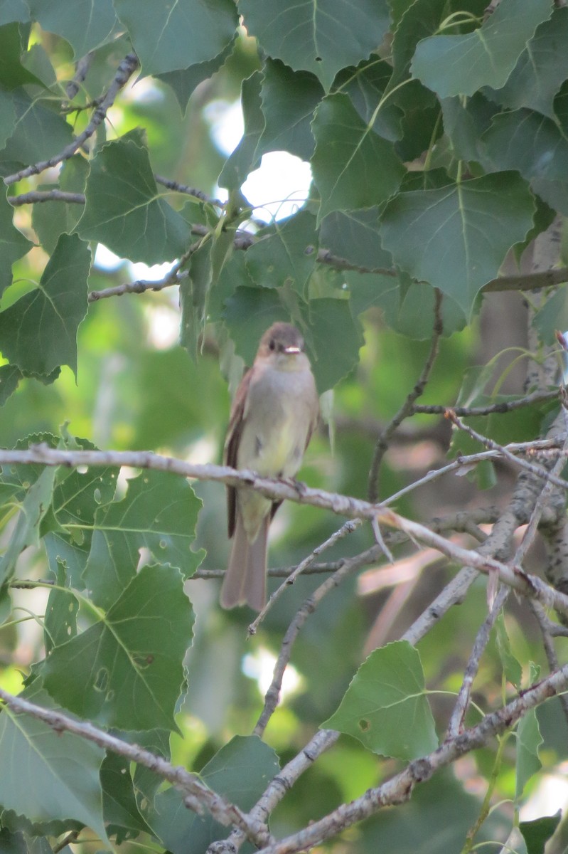Western Wood-Pewee - ML642929873