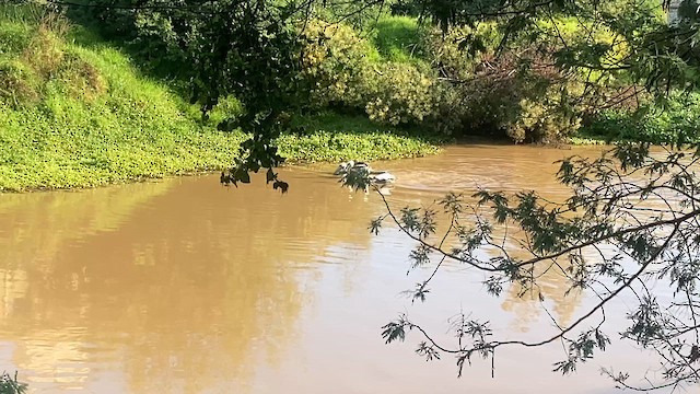 Peruvian Pelican - ML642929878