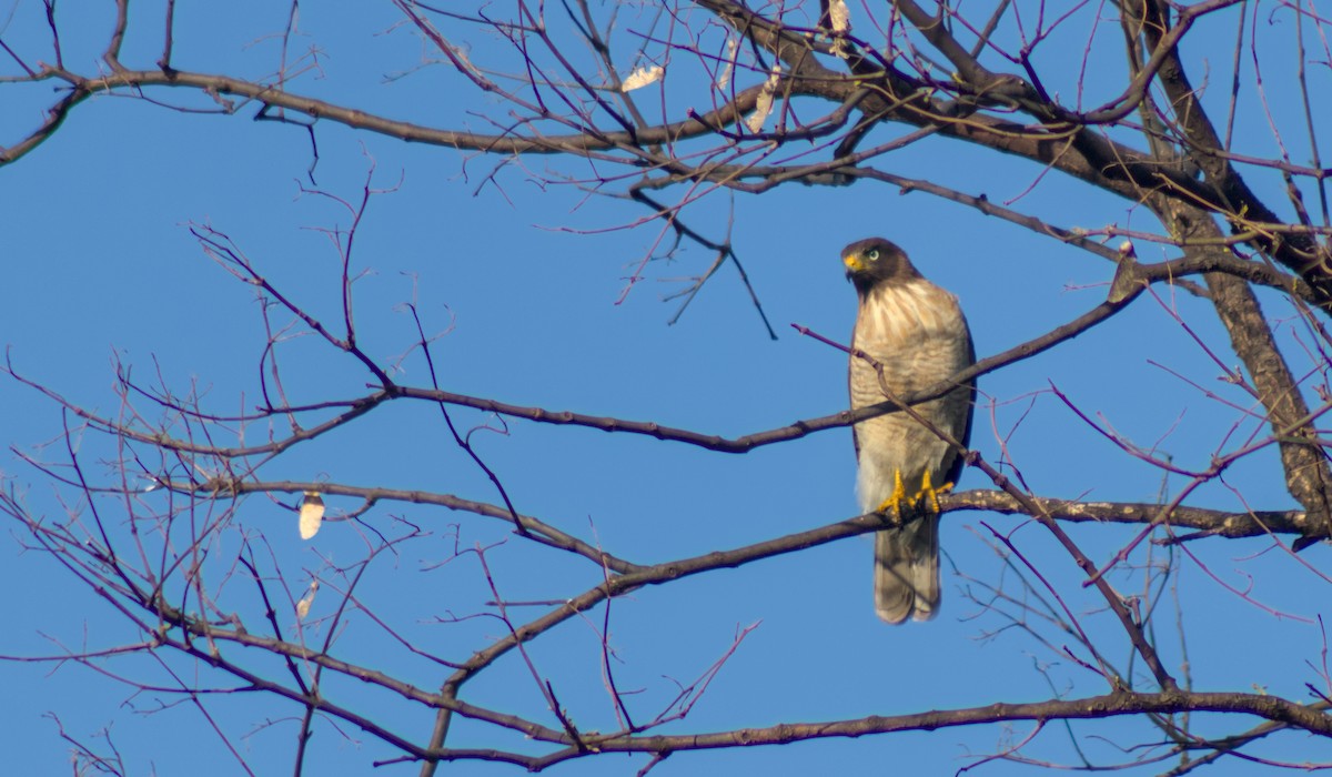 Roadside Hawk - ML642929885