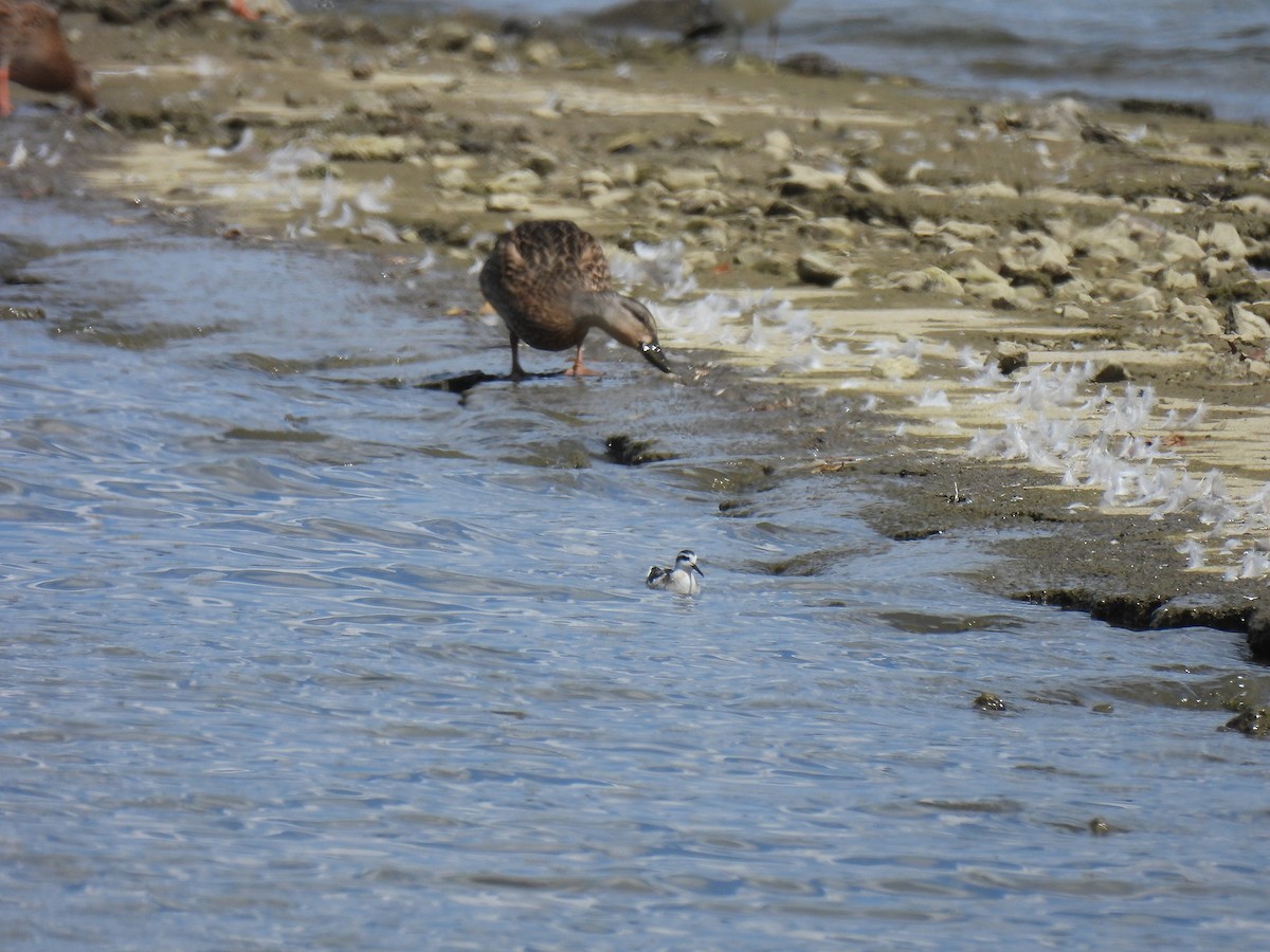 Phalarope à bec étroit - ML642929891
