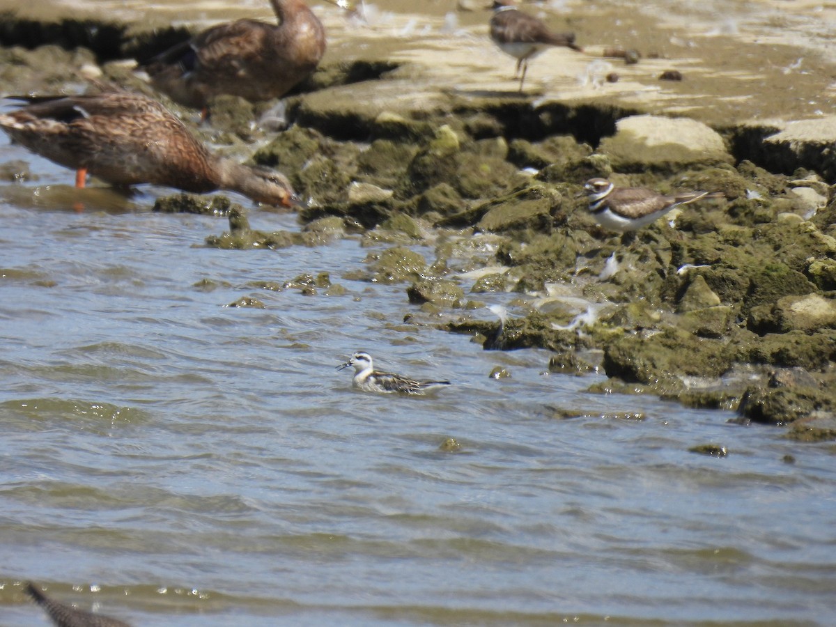 Phalarope à bec étroit - ML642929892
