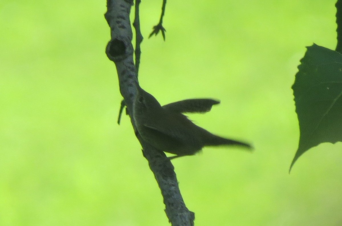 Northern House Wren - ML642929899