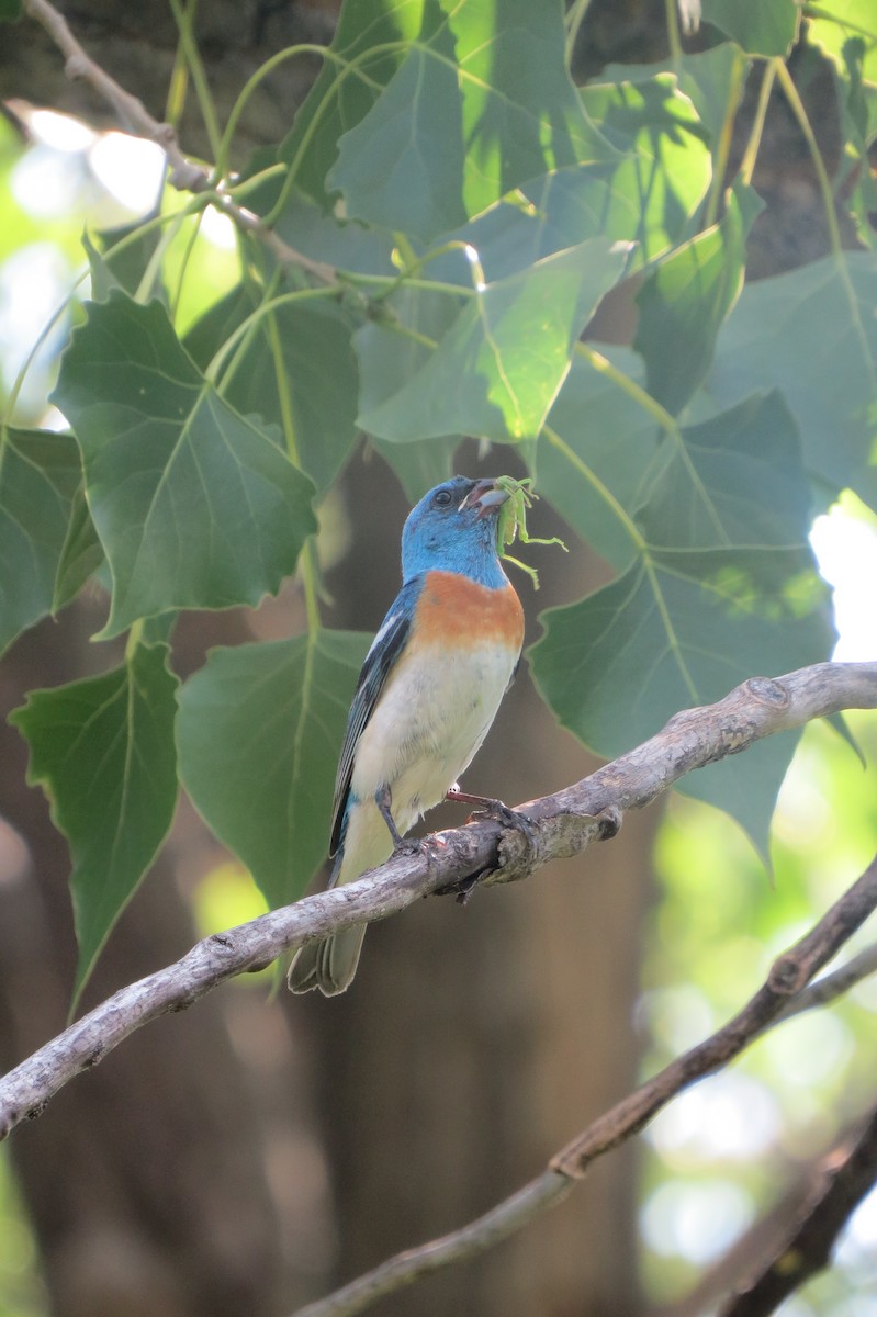 Lazuli Bunting - ML642929916