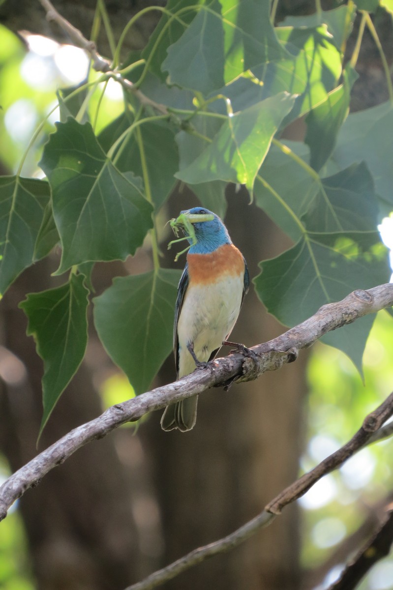 Lazuli Bunting - ML642929917
