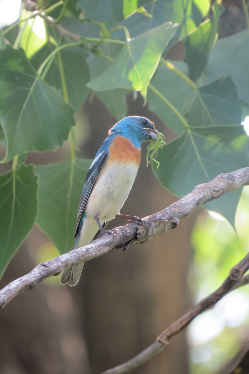 Lazuli Bunting - ML642929918