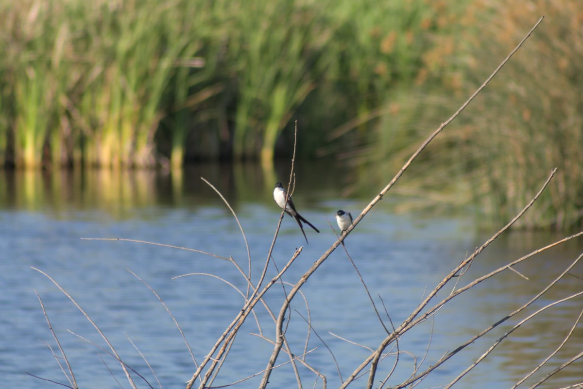 Fork-tailed Flycatcher - ML642929945