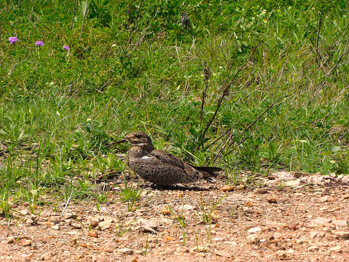 Nacunda Nighthawk - ML642929951