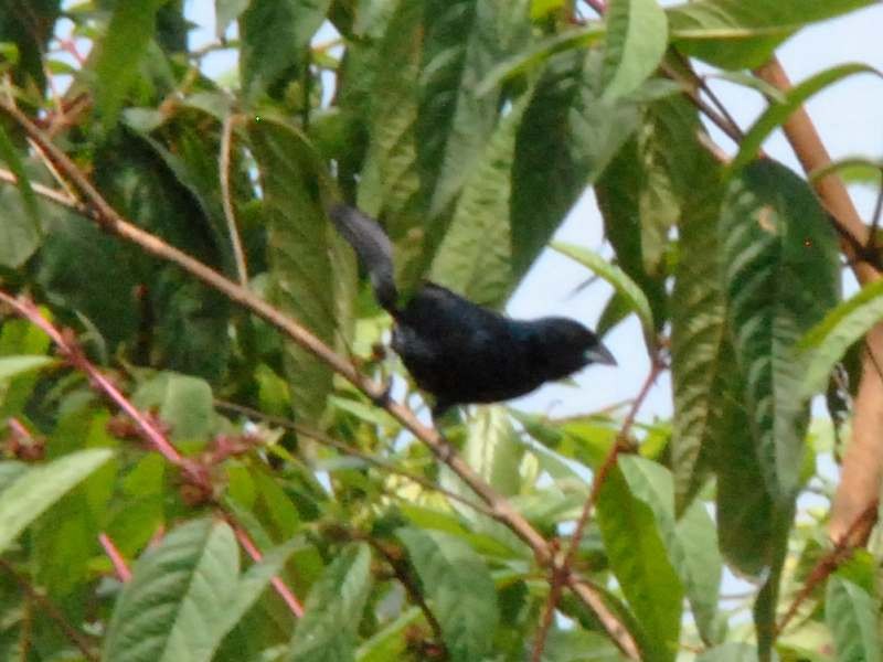 Blue-black Grassquit - ML642929960